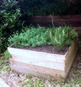 Herbs in raised bed